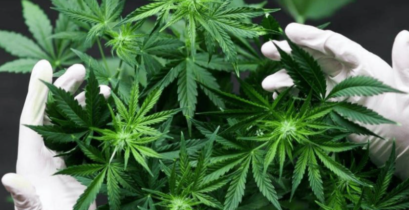 How an Online Weed Dispensary in Canada Simplifies Access to Different Cannabis Products